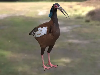 马岛鹮隐鹮鹮科隐鹮属马达加斯加特有鸟类濒危水禽森林涉禽