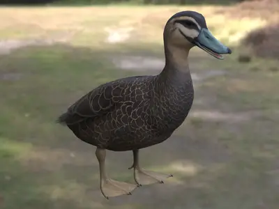太平洋黑鸭太平洋黑凫鸭科鸭属澳洲水鸭湿地鸟类特有水禽