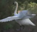 https://img.cgmszj.com/resource/100891/thumbnail/c3c8b648293e48e38a994182e52d67fd_thumbnail.webp