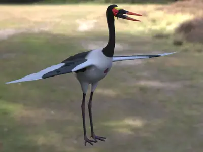 鞍嘴鹳凹嘴鹳马鞍嘴鹳鹳涉禽鹳形目鹳科鞍嘴鹳属鸟类水禽湿地鸟类非洲鸟类大型涉禽热带鹳类