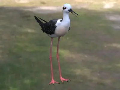 黑颈长脚鹬动物生物