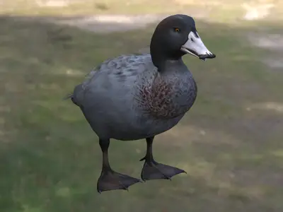 新西兰蓝鸭动物生物