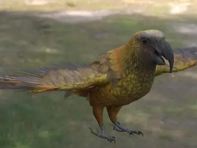 新西兰卡卡鹦鹉白顶啄羊鹦鹉动物生物鸟类