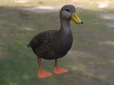 美洲黑鸭新物种动物生物鸟类
