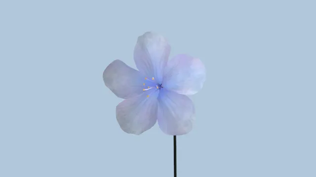 蓝色花朵开花动画植物