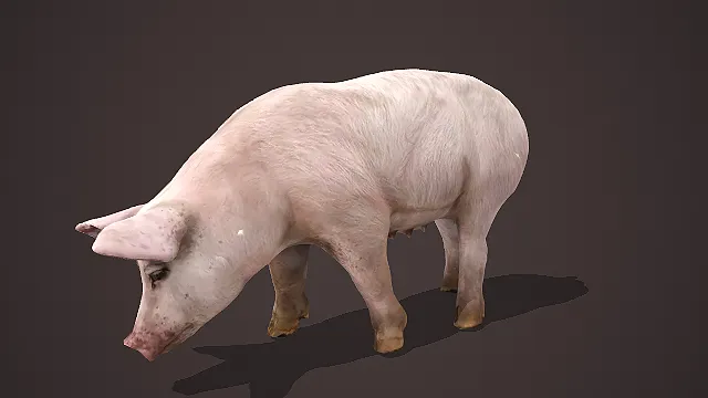 写实风格家猪觅食姿态 3D 模型