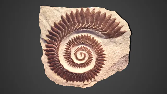 写实风  古生物  化石模型  螺旋外壳结构  纹理粗糙  菊石  地质主题