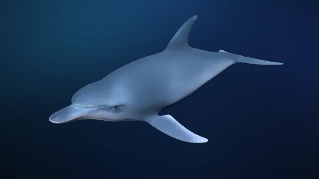 海豚  海洋生物  海洋捕猎者