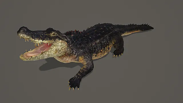 超写实丛林猛兽素材鳄鱼3D模型