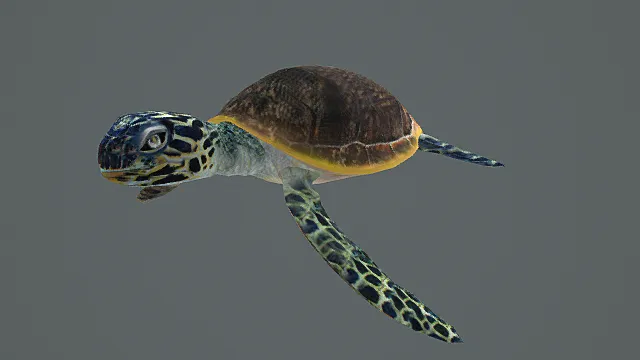 超写实海洋生物素材 海龟3D模型 