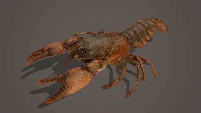 写实生态风格龙虾模型