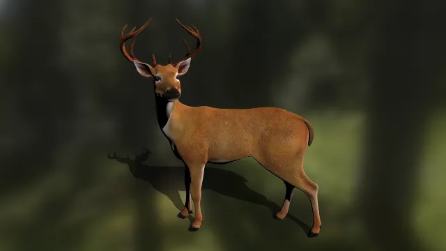 写实雄鹿  野生鹿科动物  食草动物  动物园场景