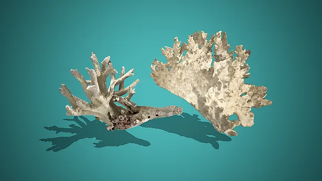 灰白带红纹多形态海洋珊瑚组合 3D 模型