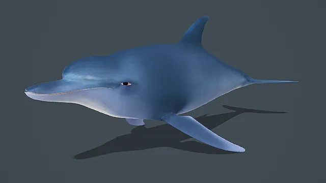 超写实海洋生物素材蓝鲸豚3D模型