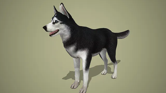 写实风黑白相间哈士奇犬 3D 模型