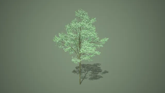 层叠白色花序细干阔叶观赏树写实植物 3D 模型