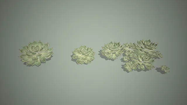 观音莲  莲座状叶序  多肉景观  盆栽道具