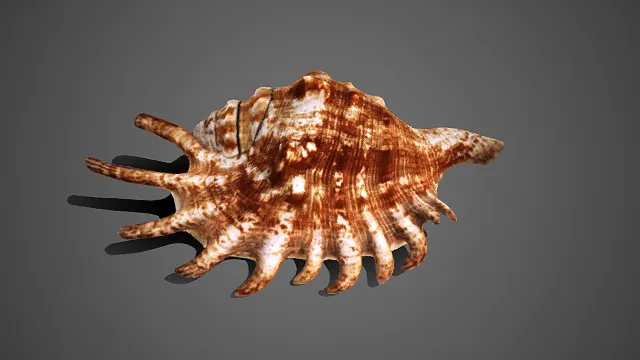 仿真  多棘海螺  棕白交织  斑纹纹理  尖棘状凸起  生物形态  自然美感