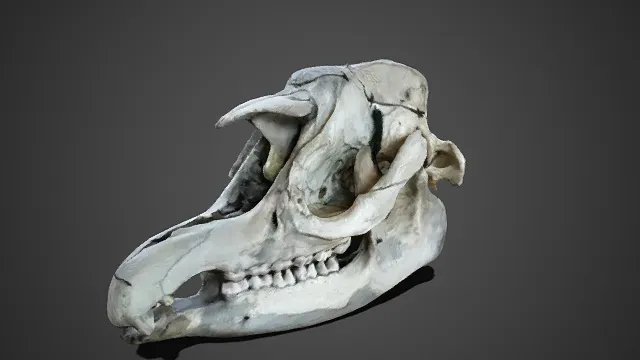 带角兽类  头骨模型  风化质感  动物颅骨  写实风  长吻尖牙