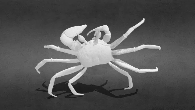 沙蟹 鬼蟹 幽灵蟹