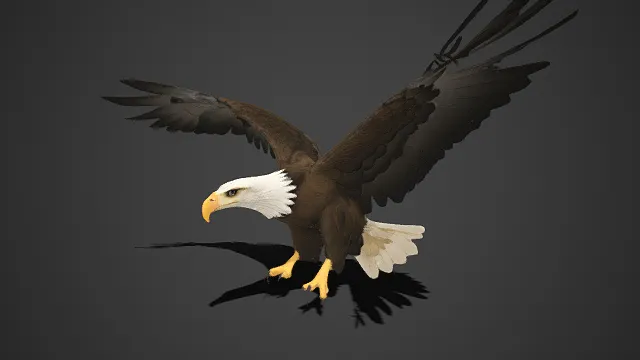 写实风格  白头海雕  猛禽  雄鹰  黑灰渐变的羽毛  喙