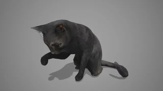 静坐着舔毛中的的猫写实制作