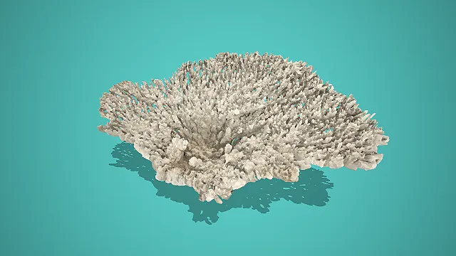 灰白簇状多孔扇型海洋珊瑚 3D 模型