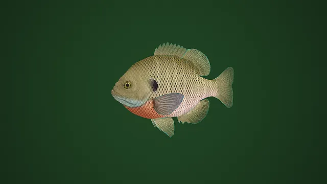 写实风斑纹石斑鱼 3D 模型