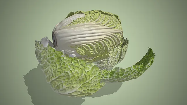 白菜  翠绿外叶  白嫩菜心  写实风  叶菜类蔬菜