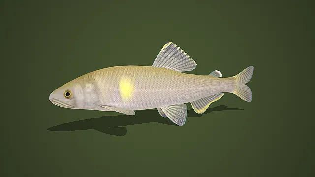 写实风红绿渐变彩身鱼 3D 模型