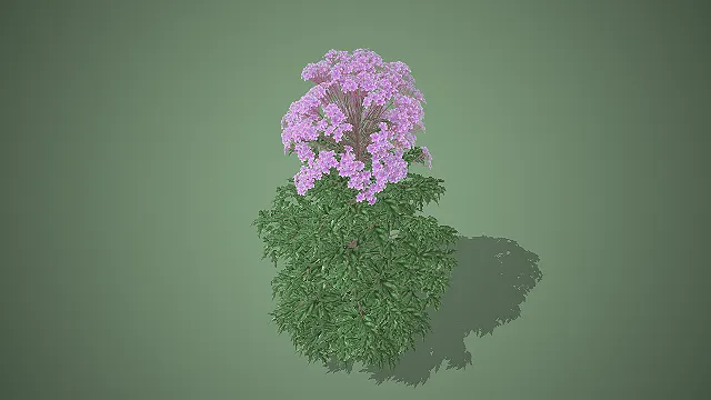 绣球花  多年生草本  观赏花卉  团簇花球  植物模型