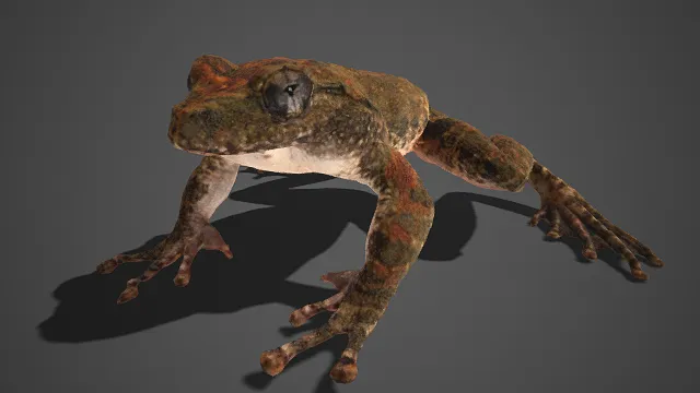 写实  斑纹蛙  棕褐  眼部圆润透亮  野生  自然