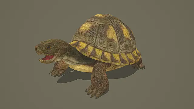 自然写实风格陆龟模型