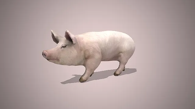 写实家猪  农场动物形象  拟真风格  粉白皮毛