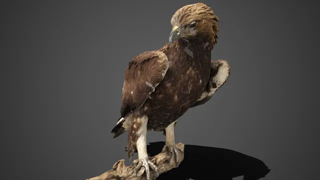 写实风格  金雕  纹理刻画精细  猛禽  自然生动  野生鸟类