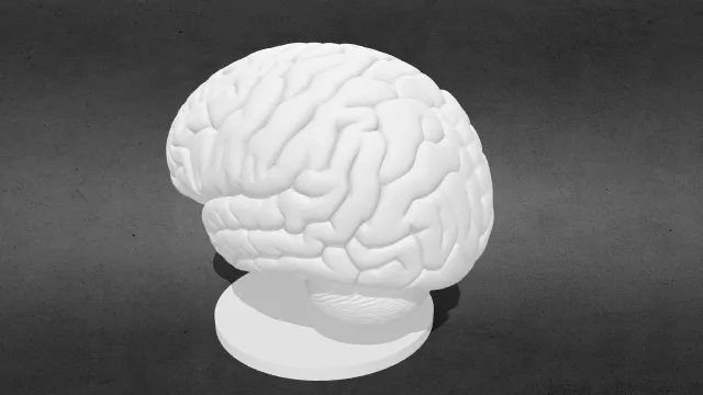 解剖学精确的大脑雕塑3D模型stl.stl