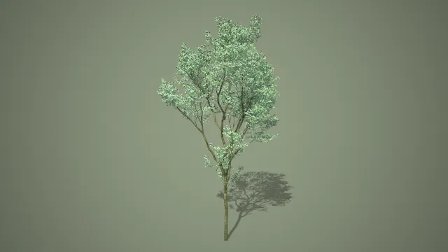 多分枝白色花序细干观赏树写实自然植物 3D 模型