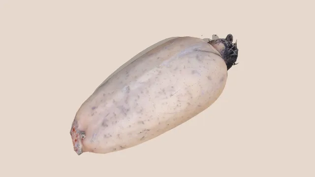 现实莲花根莲藕扫描模型植物蔬菜