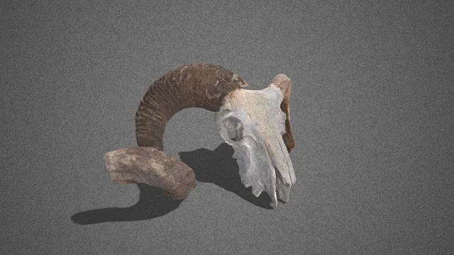 公羊头骨装饰摆件  灰白色  风化的斑驳质感  弯曲羊角  自然遗迹  粗犷野性  自然标本  