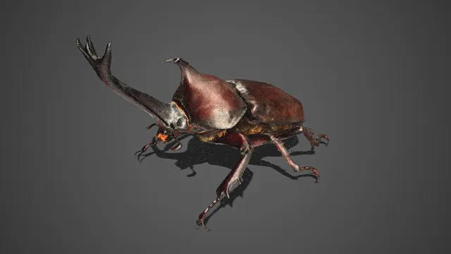 独角仙  写实  形态逼真  棕红与深褐渐变  鞘翅  巨型犄角  甲虫