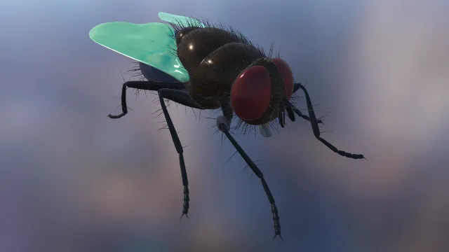 苍蝇 生物