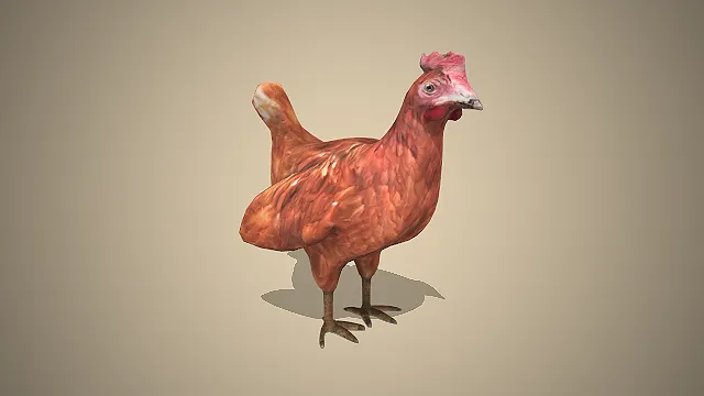 写实母鸡  成年禽类  农场动物形象  鸡冠喙爪