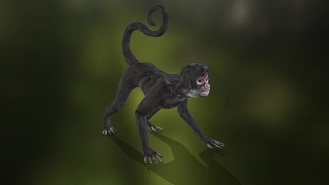 写实黑猴  大陆灵长类  四足攀爬姿态  动物园场景