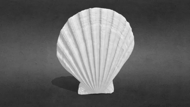 3D打印扇贝