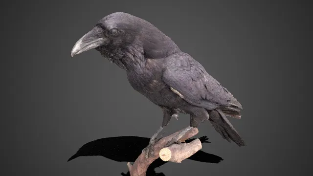 写实风格  乌鸦  枯枝  层次感  鸟类的自然特征  生动真实