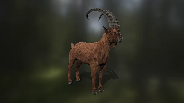 写实野山羊  四足食草动物  动物园场景  山地生态角色