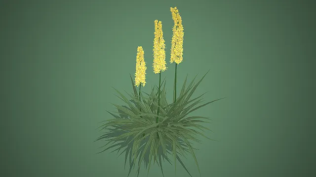 火炬花  黄色穗状花序  观赏花卉  园艺装饰