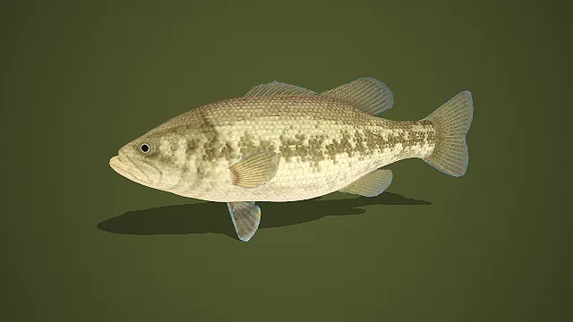 写实风浅褐斑纹淡水鲈鱼 3D 模型