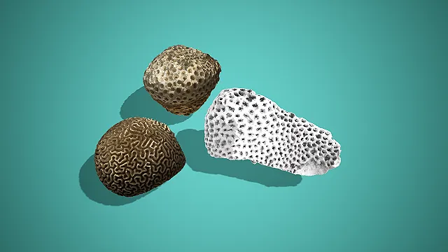 多形态多孔纹理海洋石珊瑚组合 3D 模型