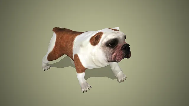 棕白花色英国斗牛犬行进姿态写实动物模型